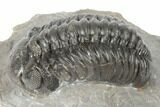 Detailed Austerops Trilobite - Visible Eye Facets #189698-3